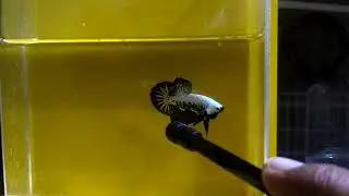 black samurai betta, cupang samurai terbaik ini hlo.
