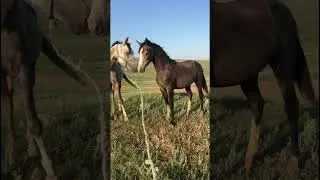 Измир защищает Табун. 330 #лошадь  #horse   #pferde   #cheval    حصان# #short   #shorts