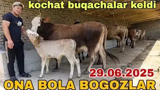 ONA BOLA BOGOZ SIGIRLAR SOTILADI ☎️902052128 июня 2025 г. Она бола богоз сигирлар сотилади букачалар
