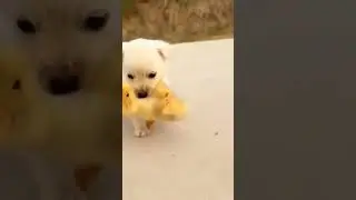 FILHOTES MAIS FOFOS! #shorts #cachorro #pato#viral#reel#video#trending#viraltrendinh