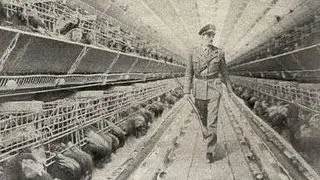 The Animal Holocaust