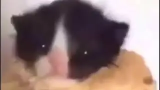 Chinese man yelling at cat but with Friday night funkin Dad battle (extended)