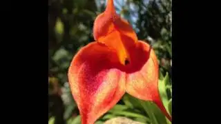 No sound, orchid at the botanic garden in Singapour :-) Parallax effect, feel weird :-)