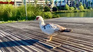 VLOG NATURE 🔴تربية البط مع العملاق ATOMIX 😌#اكسبلور #nature #france