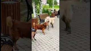 #shorts Вот и встретились два одиночества.