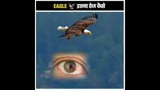 Amazing facts about eagle 🦅 Mind blowing facts in hindi 💞 #shorts #facts