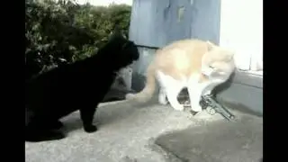 Disassembly cats / /Разборки котов