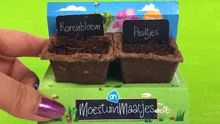 AH Moestuinmaatjes Peultjes & Korenbloem zaaien TIPS!