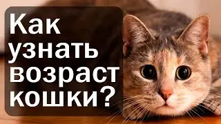 как узнать возраст кошки | как узнать возраст кошки в домашних условиях