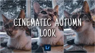 How to Achieve That Cinematic Autumn Look | Cinematic Autumn Lightroom Preset