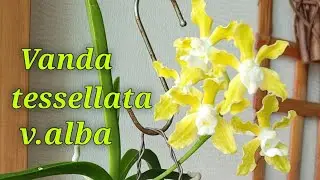 Vanda tessellata v.alba и моя коллекция ванд.