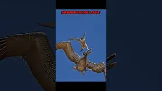 peregrine falcon vs pelican 