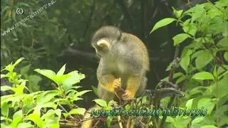 Squirrel monkey - Saimiri sciureus boliviensis - Doodshoofdaapje