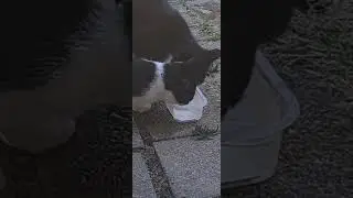 Сынок скоро догонит маму