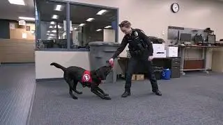 Police Department Welcomes First Wellness Dog