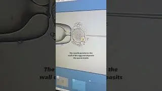 Watch an egg get fertilized