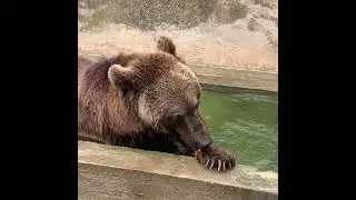 Мишка решил принять ванну