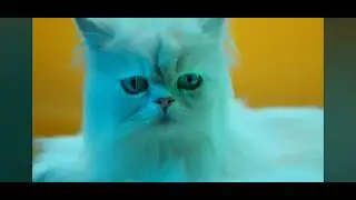 Afghan Hound::- In a Sony party speaker TV 📺 commercial. Party 🥳 Animals.