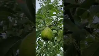 Хорошо в деревне летом