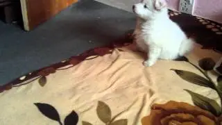 Japanese spitz puppy first training