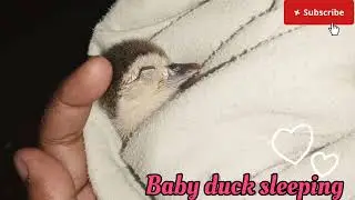 Baby duck was sleeping by fondle 😊 l animal l duck