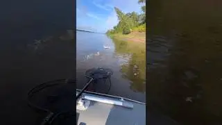 ЩУКА выпрыгивает из воды #рыбалка #спиннинг #щука