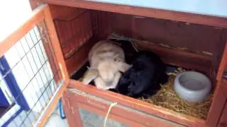 Kaninchenfütterung. Oh, wie süß.