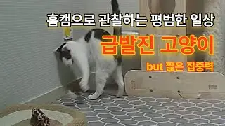 add a sudden rash to the daily life of cats watching on home cam #cat #cam #observation