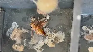 Sarap ng ipis eh