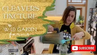 How to Make a Cleavers Tincture