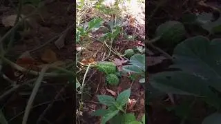 #roça #quixabeira #natureza #paisagem #agro #sitio #caipira
