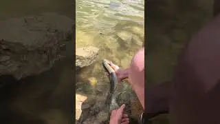 Cutthroat Trout Release GIANT Lake! #fishing #life