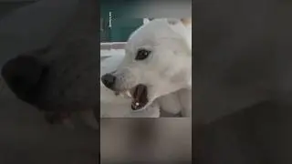Почему эта собака кусала себя? (🎥 animal_in_crisis/YT)