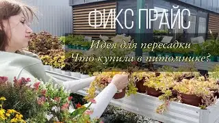 FIX Price: садовые покупки. Посадка в контейнеры и вазоны. Что купила в питомнике растений?