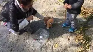Купили собаку