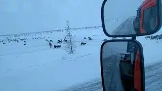 Олени на севере