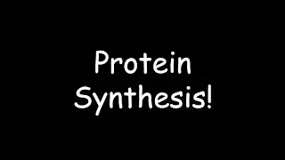 Protein Synthesis