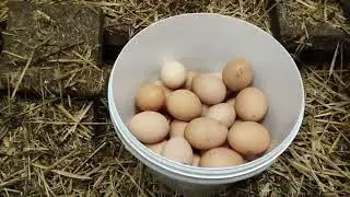 Что нам поможет в курятнике?
