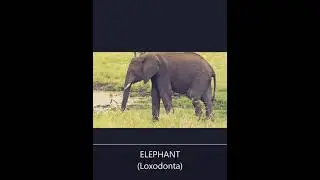 सबसे आम जानवरों के वैज्ञानिक नाम - Scientific names of most common Animals 