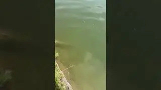 лвля белого амура в таразе