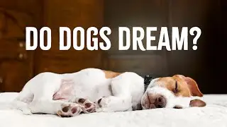 Do Dogs Dream And What Do They Dream About?