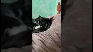 Уникальное изображение… #мейнкун #безкотажизньнета #cat