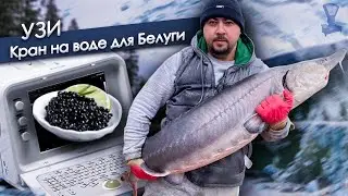 УЗИ /  Кран на воде для Белуги