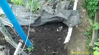 Как из красного помидора ,что продают в магазине  на еду вырастить рассаду.