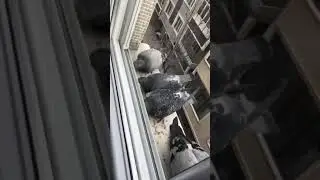 CAN BOĞAZDAN GELİR/Güvercinlere baktık!!!