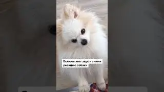 Магический звук для собак 