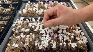 Conophytum Beginner's Cultivation Guide Part 1 | Cultivation Methods According to Life Cycle
