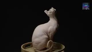 Animal World, Domestic Animals, Incredible Animals #animais #cats #world #dog #youtube #domestic