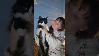 #кошки