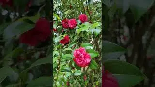 В Сочи и Абхазии, весна в самом разгаре.💐 Все цветёт и зеленеет. 🍀 Поехали вместе, смотреть?